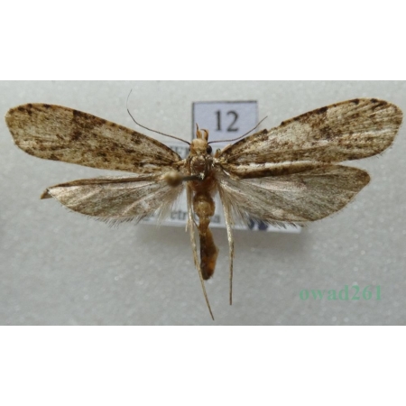 Morophaga choragella (Denis & Schiffermüller, 1775) Czech12